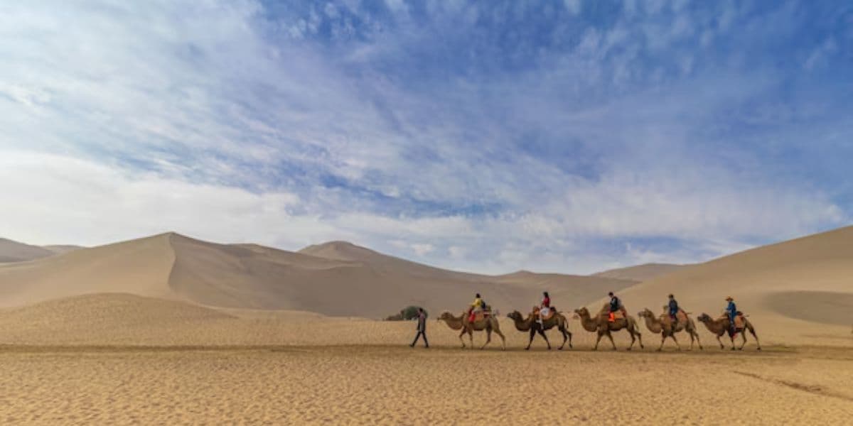 Camel Rides In Desert