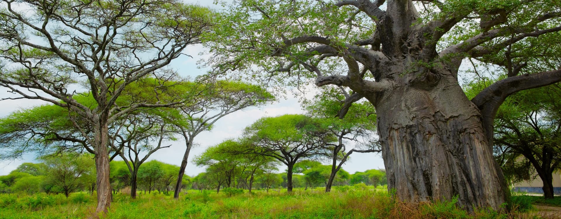 African savanna landscape In Tanzania national park