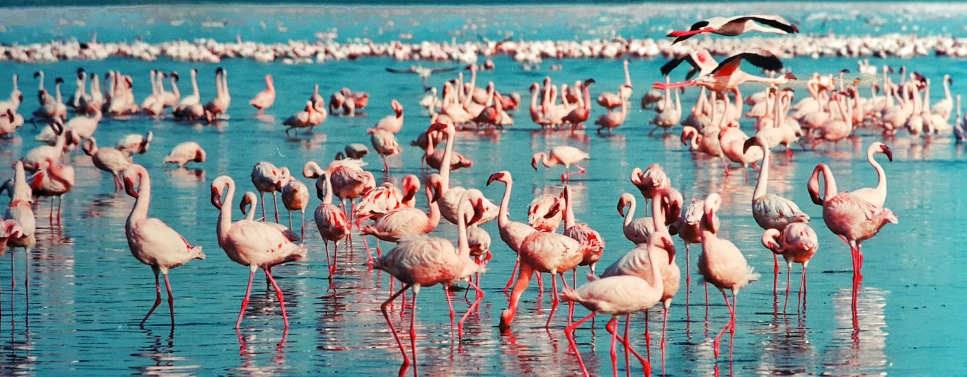 Pink Flamingos in a Lake, kenya