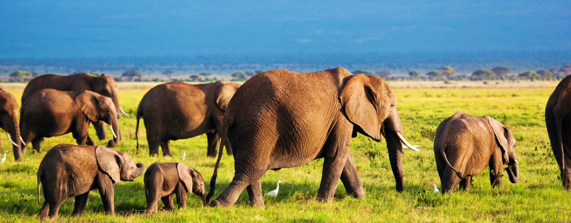 Elephants' family on savanna. Safari in Amboseli, Kenya, Africa