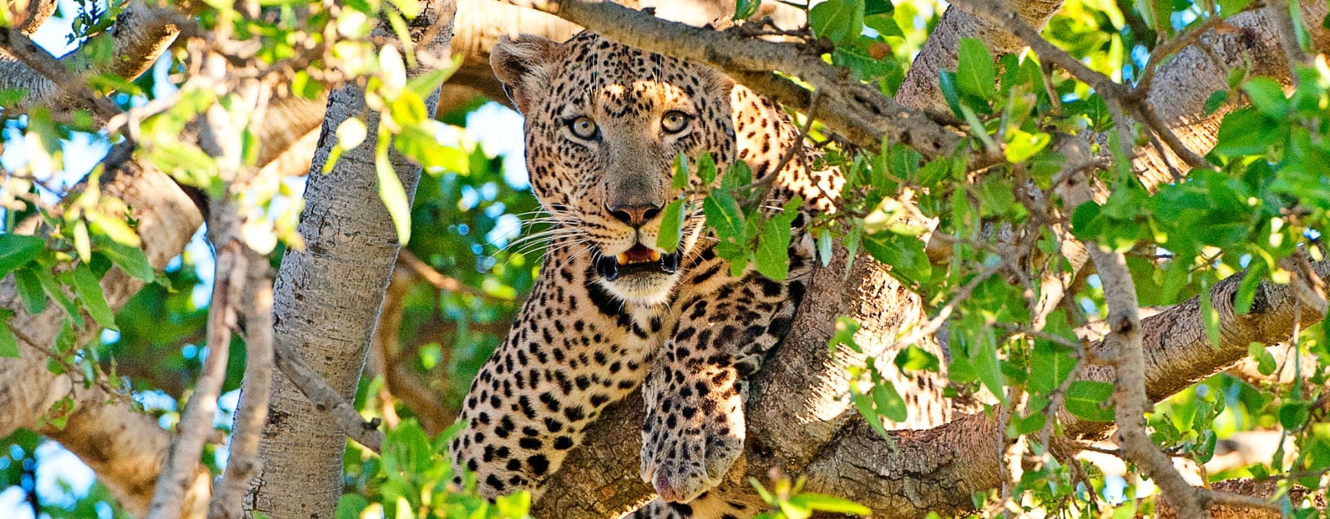 Leopard, Serengeti National Park, Tanzania