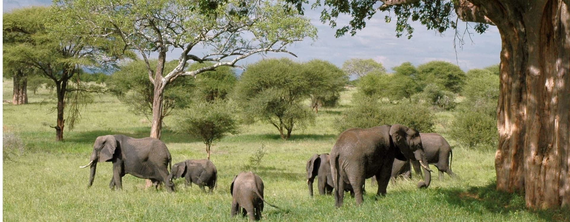 Family Elephants In Tanzania