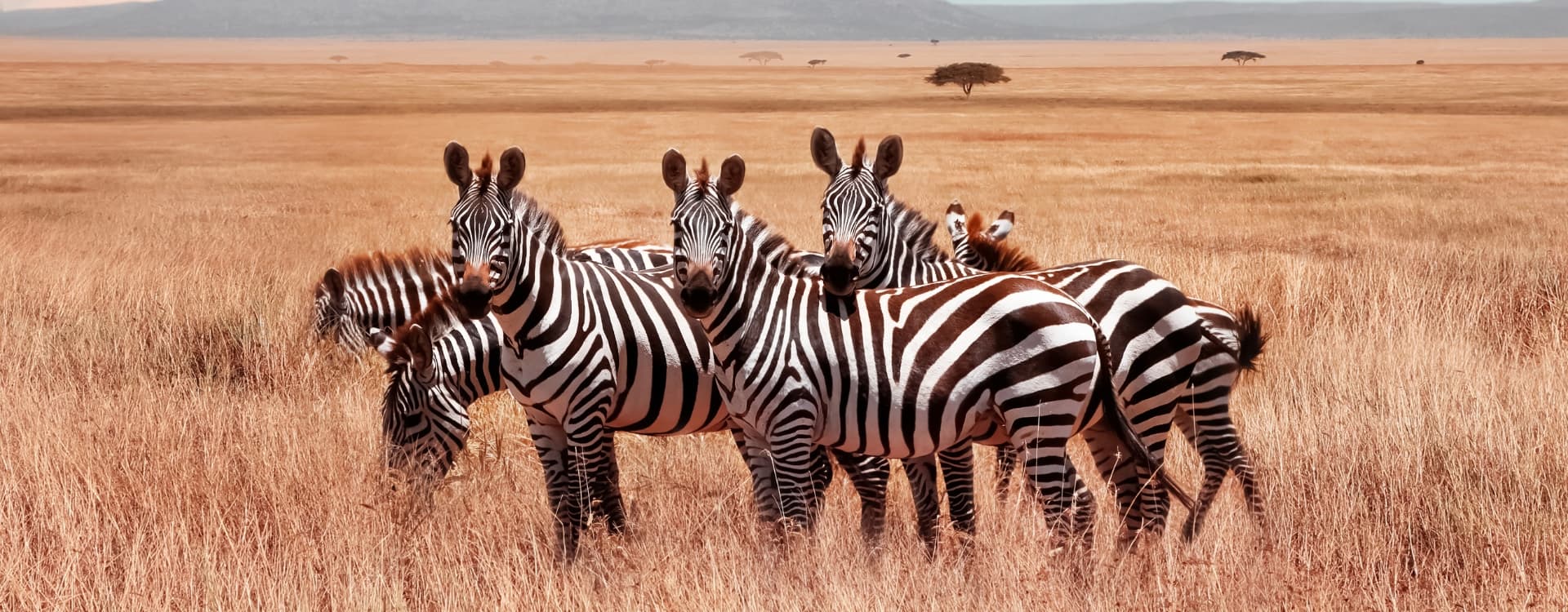 Zebras in Tanzania