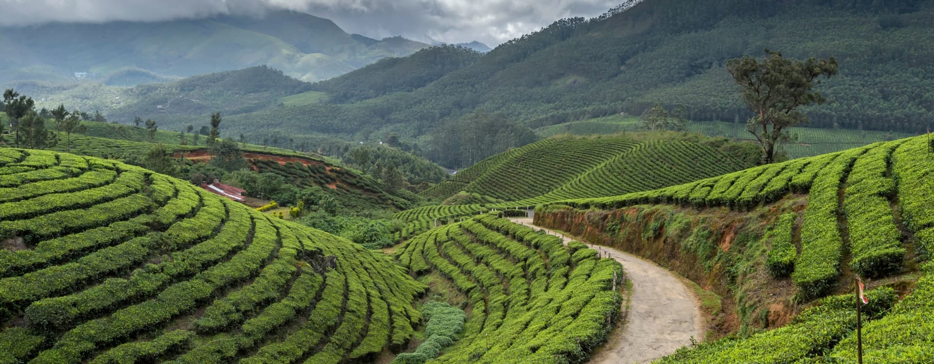 Tata Tea Plantations Kerala India