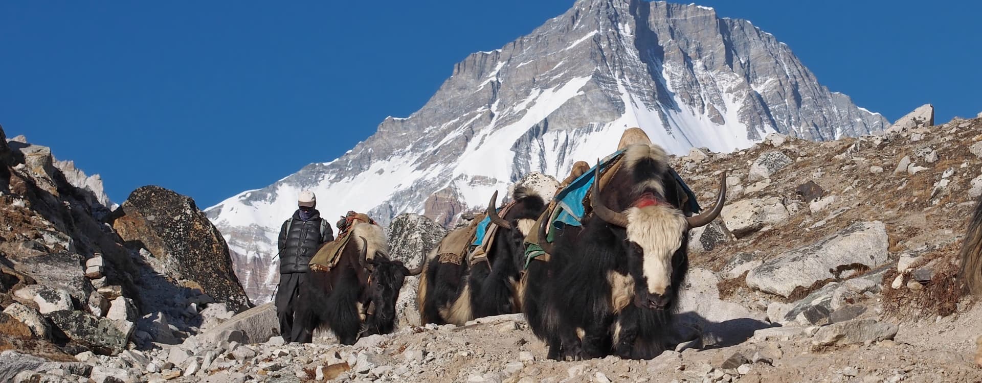 Yak in Everest Base Camp Trek