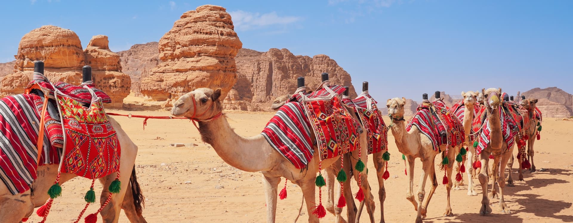 A picture of group of camel in Saudi Arabia