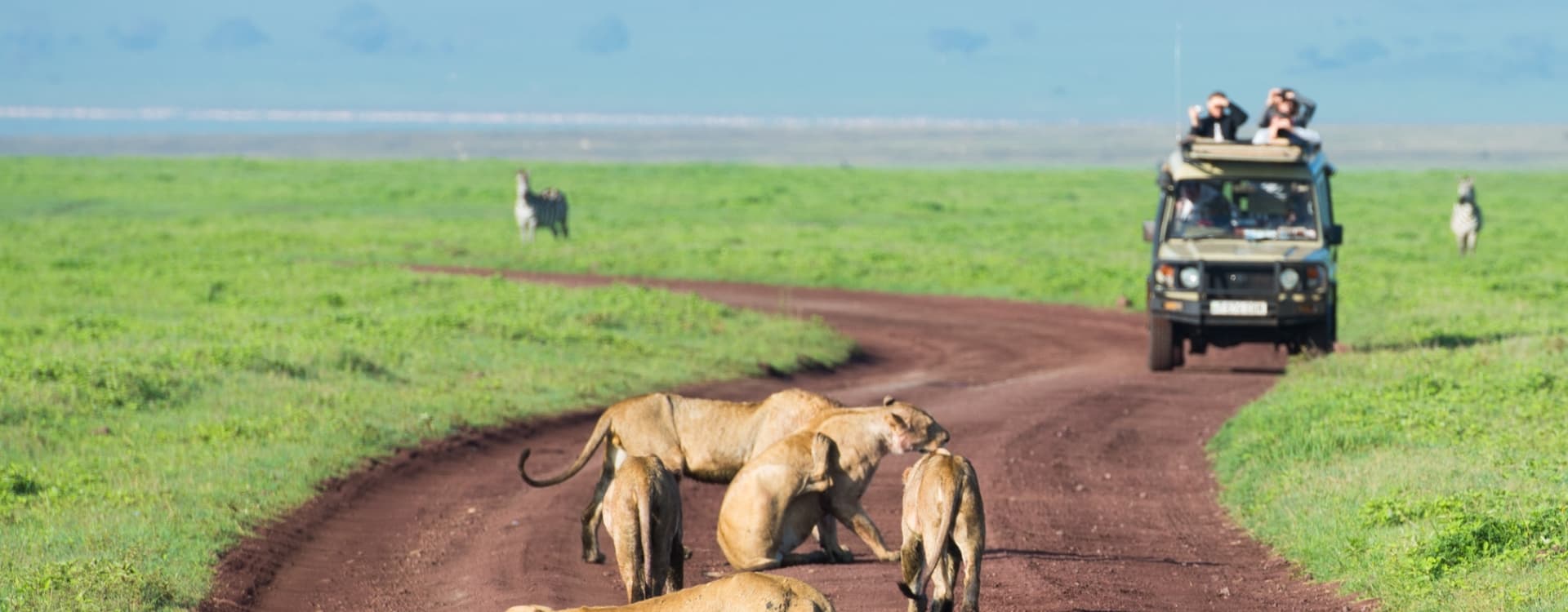 Lions on African Safari in Tanzania