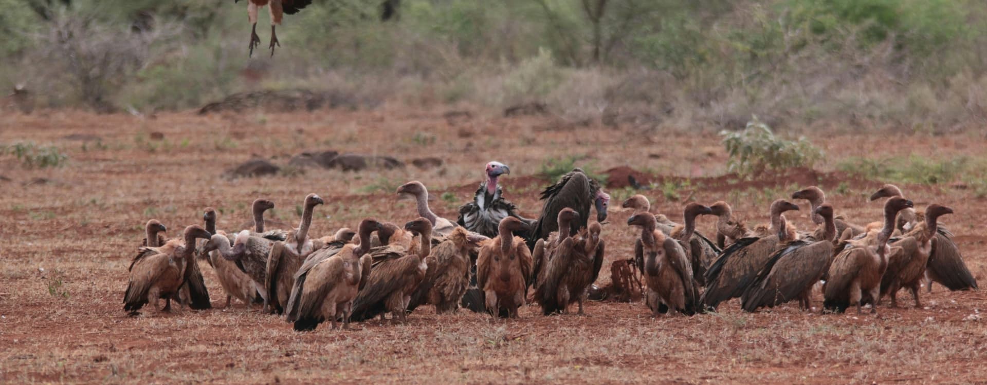 African Vultures Gathering in Samburu, Kenya