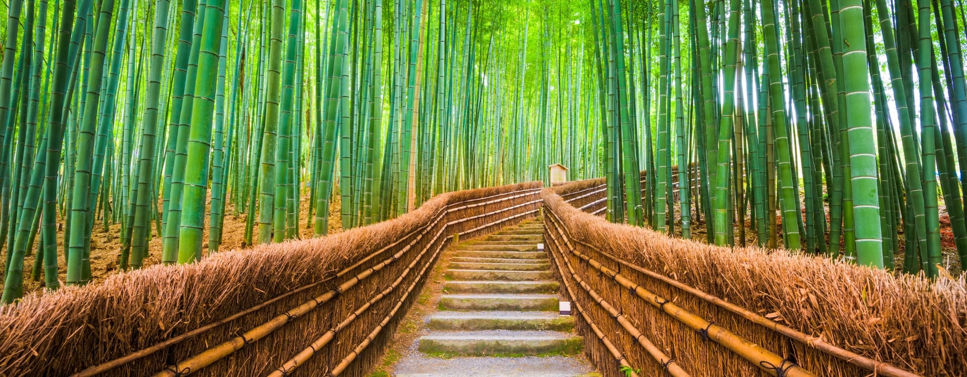 Kyoto , Bambo Forest Japan