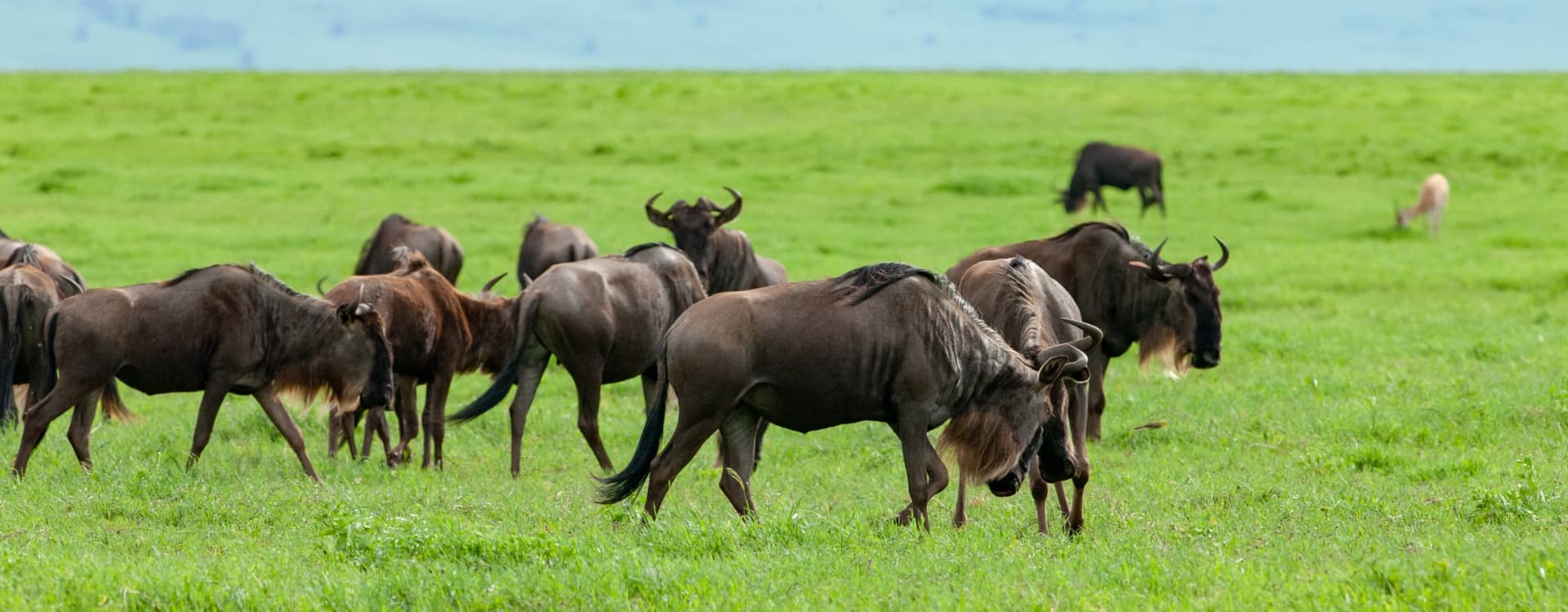 Grazing in Ngorongoro crater, Tanazania
