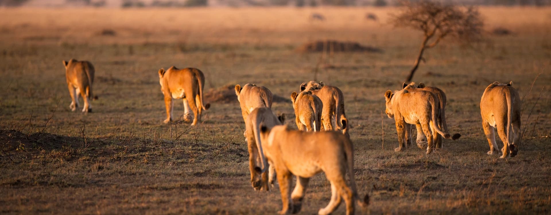 Lion pride walking in Serengeti