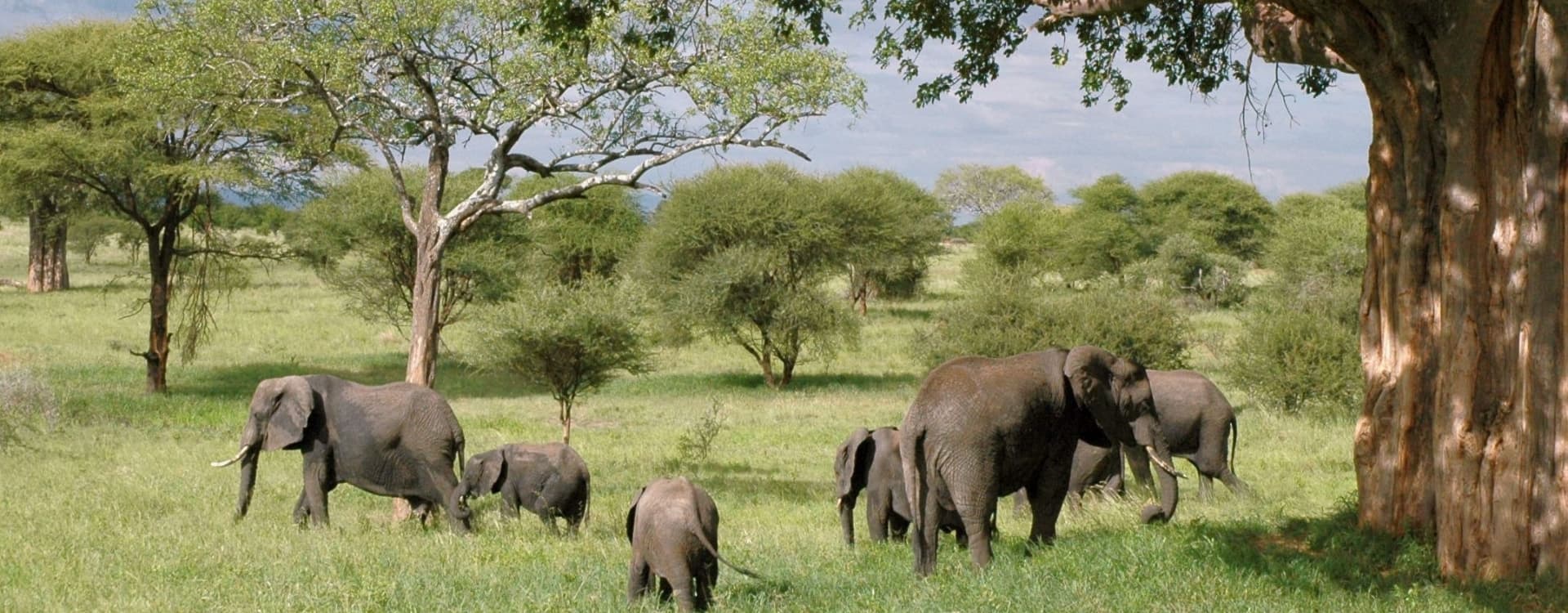 Elephants in Tanzania