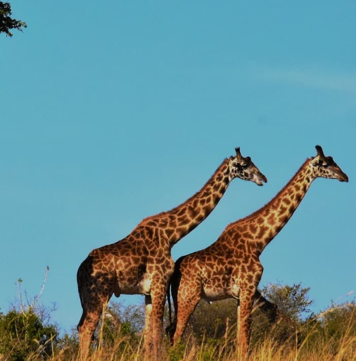 Short Tanzania Safari