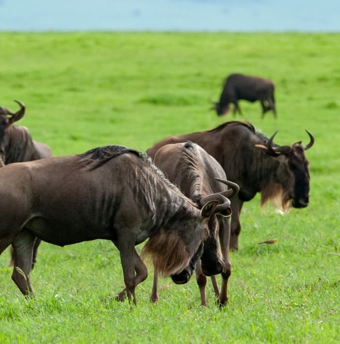 Best Tanzania and Zanzibar Tour